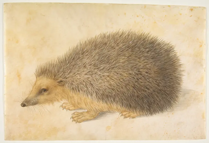 A Hedgehog (Erinaceus roumanicus) Wall Art by Hans Hoffmann - High-Resolution Digital Print