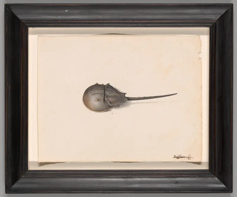 A Horseshoe Crab Wall Art by Pieter Holsteyn, the younger - High-Resolution Digital Print