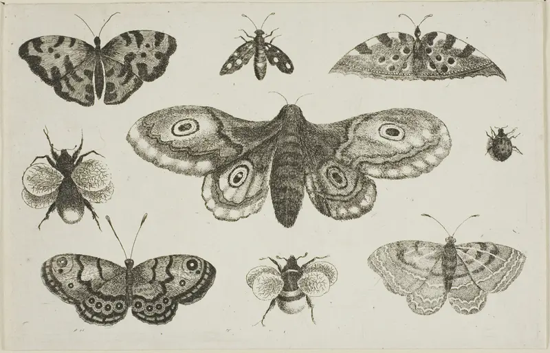 A Moth, Butterflies, and Bees, from Diversae Insectorum...Figurae