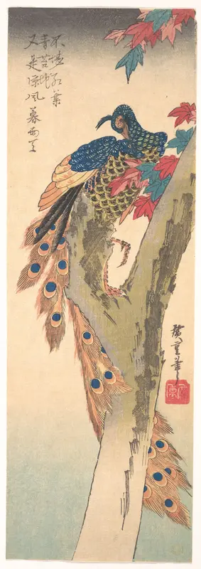 A Peacock Perched on a Maple Tree