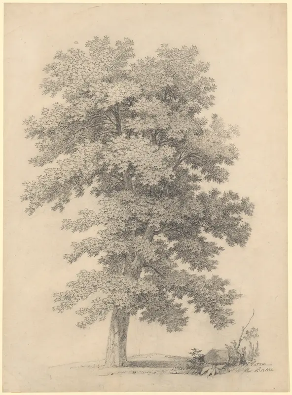 A Plane Tree Wall Art by Jean Victor Bertin - High-Resolution Digital Print