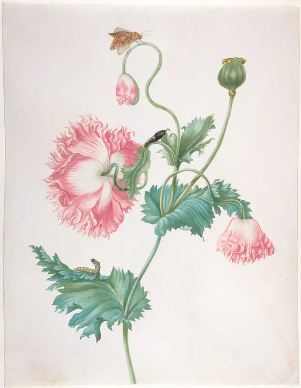 A Poppy in Three Stages of Flowering, with a Caterpillar, Pupa and Butterfly Wall Art by Johanna Helena Herolt (née Graff) - High-Resolution Digital Print