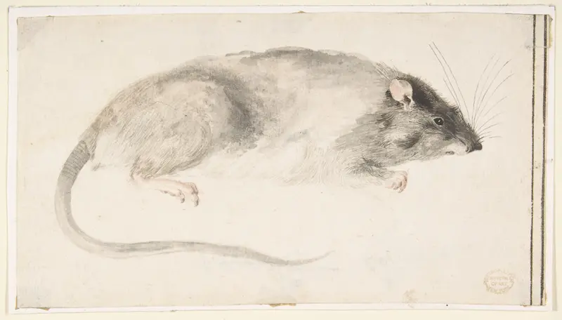 A Rat Seen in Profile Wall Art by Count Giorgio Durante (Duranti) - High-Resolution Digital Print