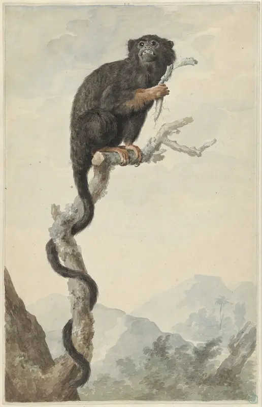 A Red-handed Tamarin Wall Art by Jacob Perkois - High-Resolution Digital Print