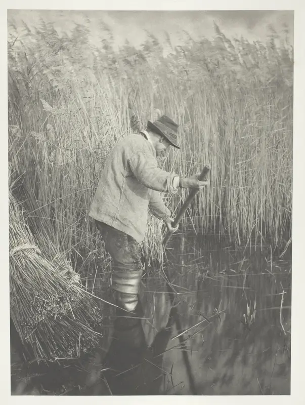 A Reed-Cutter at Work