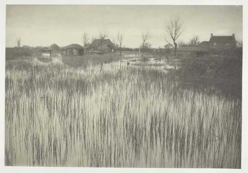 A Rushy Shore