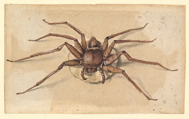 A Spider Wall Art by Vincent Laurensz van der Vinne - High-Resolution Digital Print