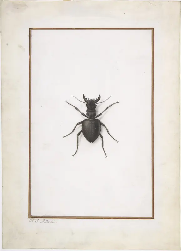 A Stag Beetle Wall Art by Pierre Joseph Redouté - High-Resolution Digital Print
