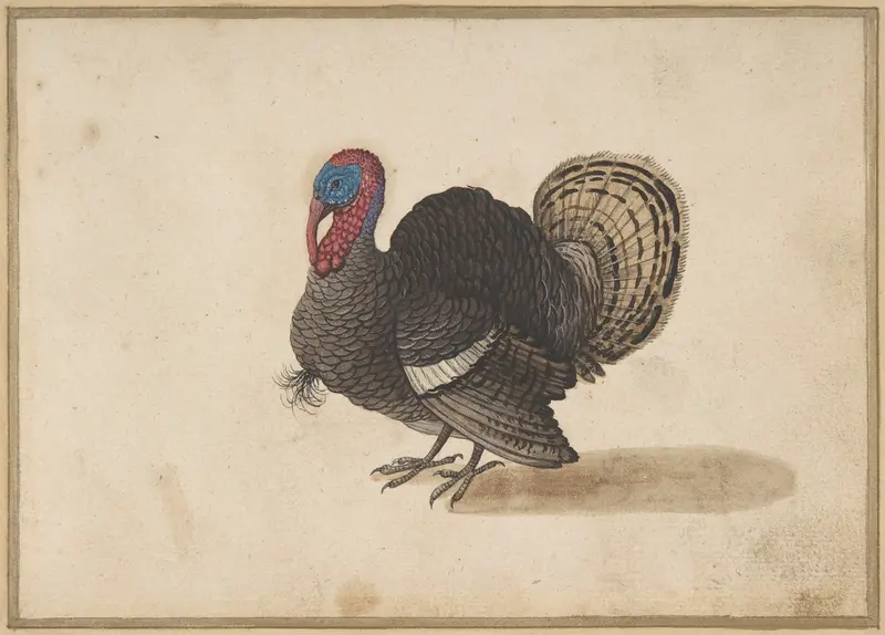 A Turkey Wall Art by Anonymous, Dutch - High-Resolution Digital Print