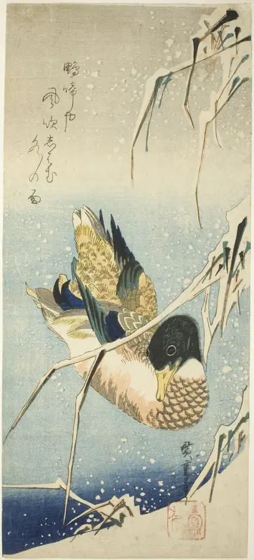 A Wild Duck Swimming by a Snow-covered Bank beneath Snow-laden Reeds