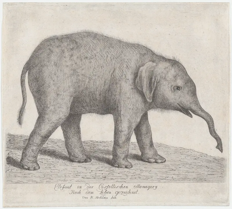 A Young Elephant Wall Art by Johann Heinrich Tischbein the Younger - High-Resolution Digital Print