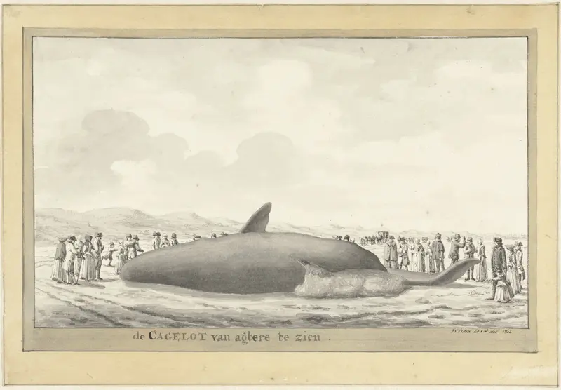 Aangespoelde potvis bij Egmond aan Zee, 1764 Wall Art by Vincent Jansz. van der Vinne - High-Resolution Digital Print