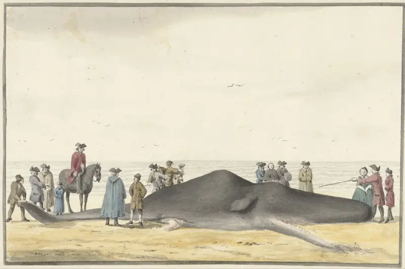Aangespoelde potvis (cachelot) op het strand tussen Zandvoort en Wijk aan Zee, 20 februari 1762, van voren gezien Wall Art by Vincent Jansz. van der Vinne - High-Resolution Digital Print