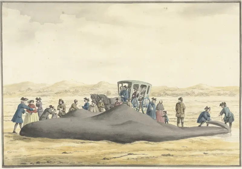 Aangespoelde potvis op het strand tussen Zandvoort en Wijk aan Zee, 20 februari 1762, op de rug gezien Wall Art by Vincent Jansz. van der Vinne - High-Resolution Digital Print