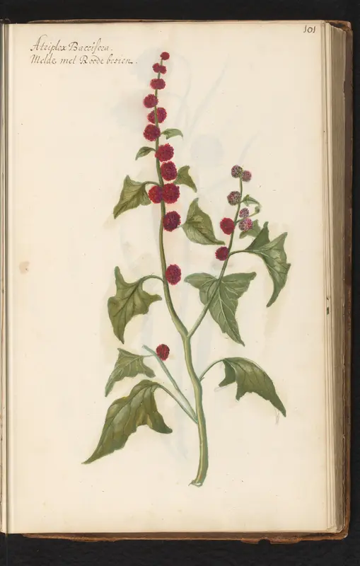 Aardbeimelde (Blitum capitatum) Wall Art by anonymous - High-Resolution Digital Print