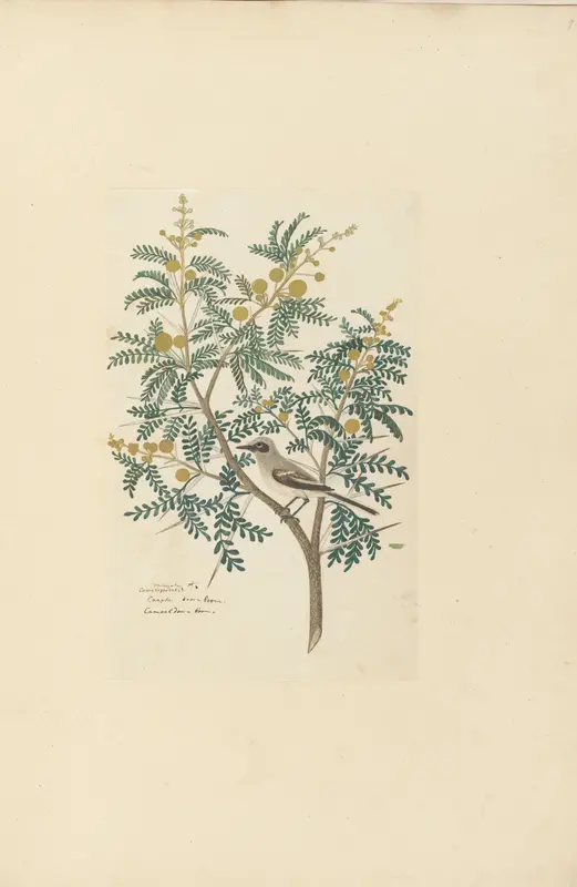 Acacia karroo Hayne or Vachellia karroo (Karoo thorn, with an unidentified birt ?wagtail) Wall Art by Robert Jacob Gordon - High-Resolution Digital Print