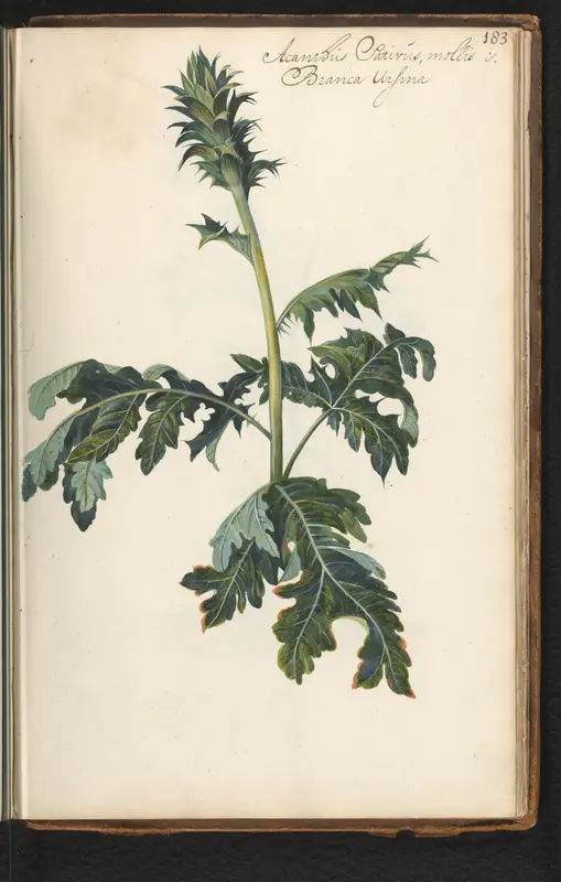Acanthus (Acanthus mollis) Wall Art by anonymous - High-Resolution Digital Print