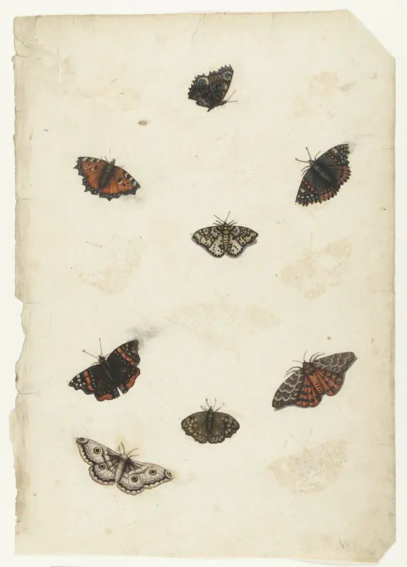 Acht vlinders Wall Art by anonymous - High-Resolution Digital Print
