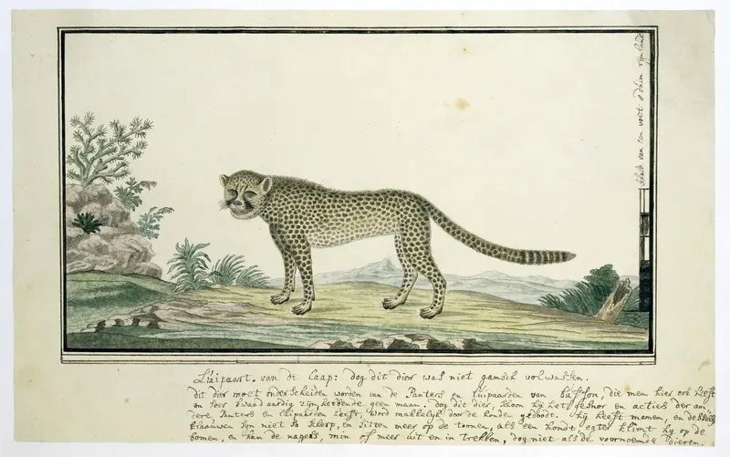 Acinonyx jubatus (Jachtluipaard) Wall Art by Robert Jacob Gordon - High-Resolution Digital Print