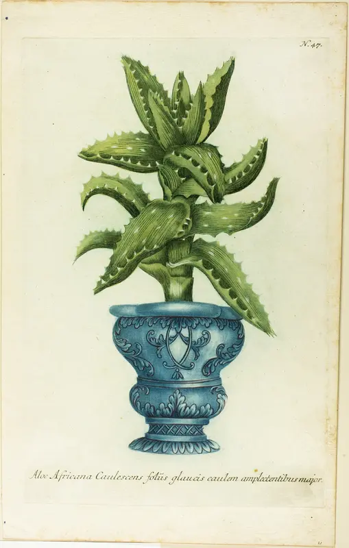 African Aloe, plate 47 from Phtanthoza Iconographia Wall Art by Johann Wilhelm Weinmann - High-Resolution Digital Print