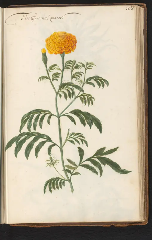 Afrikaantje (Tagetes) Wall Art by anonymous - High-Resolution Digital Print