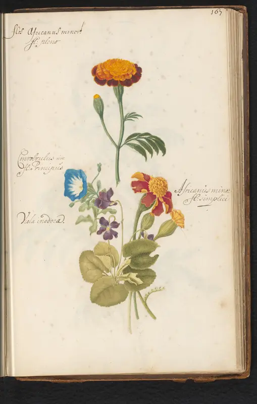 Afrikaantje (Tagetes), blauwe dagbloem (Ipomoea) en viooltjes (Viola) Wall Art by anonymous - High-Resolution Digital Print