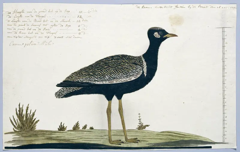 Afrotis afra (Zwarte trap) Wall Art by Robert Jacob Gordon - High-Resolution Digital Print