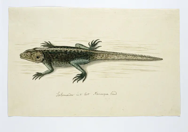 Agama atra (Namaqua salamander) Wall Art by Unknown - High-Resolution Digital Print