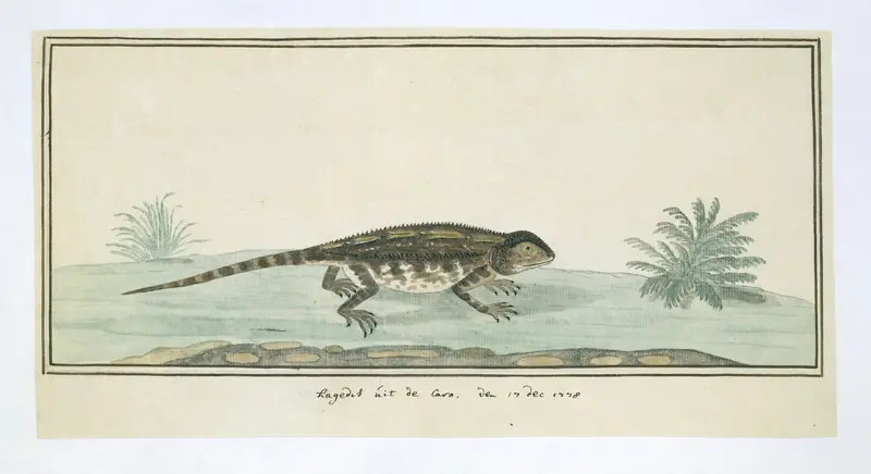 Agama hispida (Karoo hagedis) Wall Art by Unknown - High-Resolution Digital Print