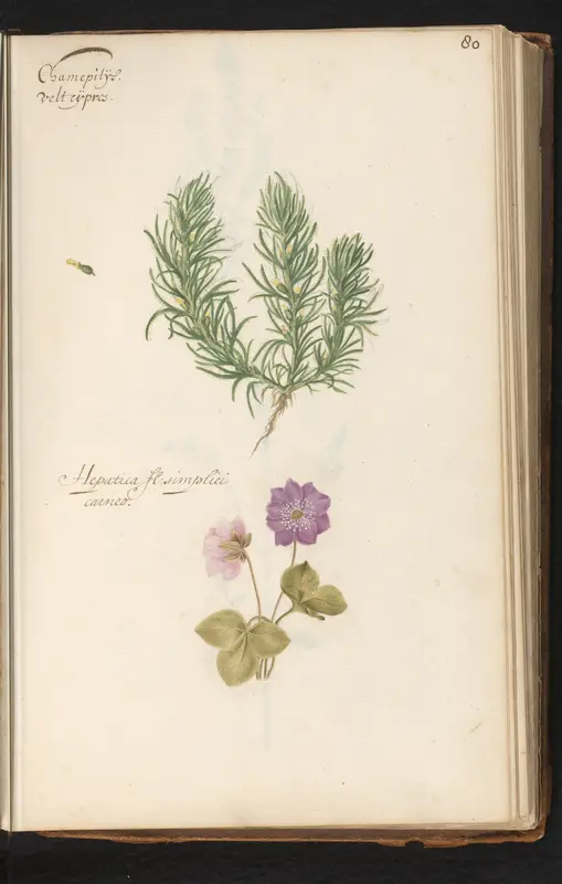 Akkerzenegroen (Ajuga chamaepitys) en leverbloempje (Hepatica nobilis) Wall Art by anonymous - High-Resolution Digital Print