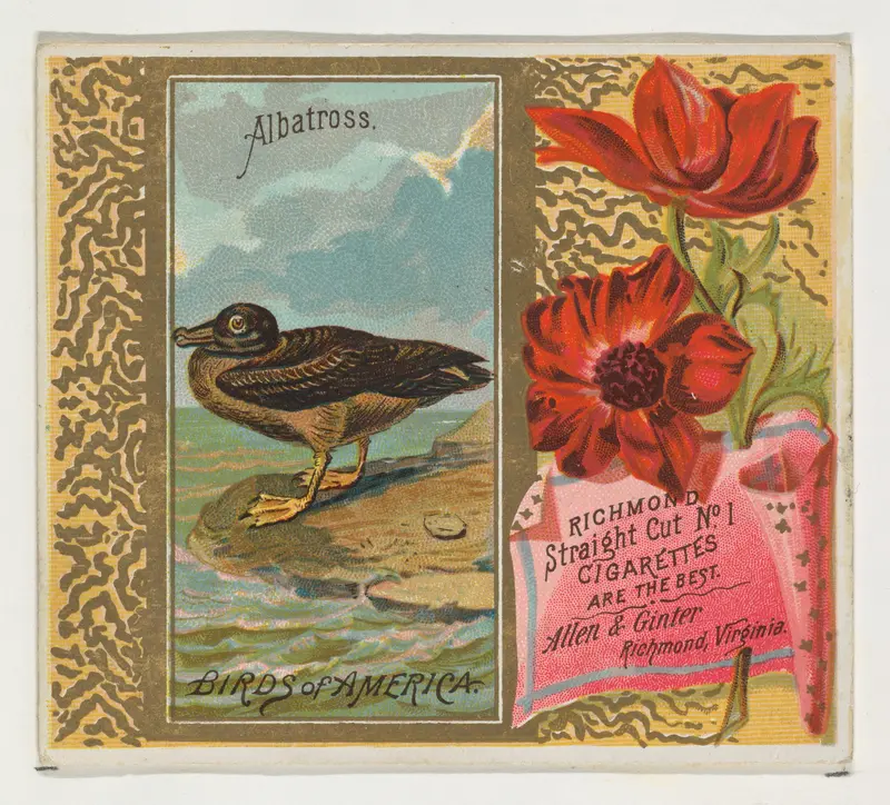 Albatross, from the Birds of America series (N37) for Allen & Ginter Cigarettes Wall Art by Allen & Ginter - High-Resolution Digital Print