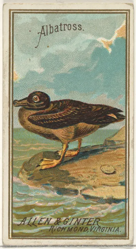 Albatross, from the Birds of America series (N4) for Allen & Ginter Cigarettes Brands Wall Art by Allen & Ginter - High-Resolution Digital Print