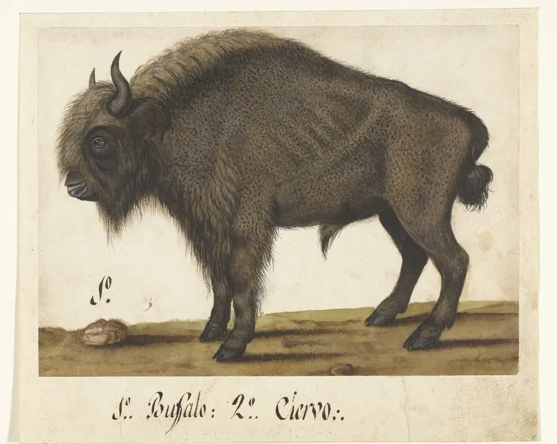 Album Sheet with a Bison Wall Art by anonymous - High-Resolution Digital Print