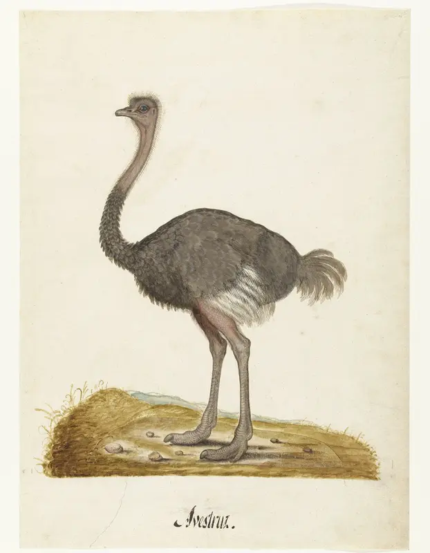 Album Sheet with an Ostrich Wall Art by anonymous - High-Resolution Digital Print