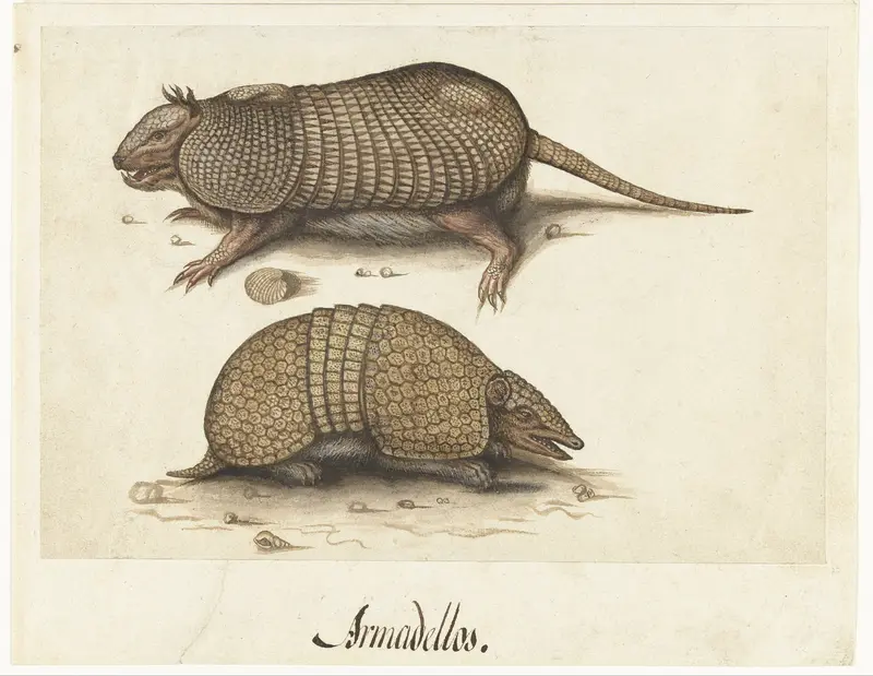 Album Sheet with Two Armadillos Wall Art by anonymous - High-Resolution Digital Print