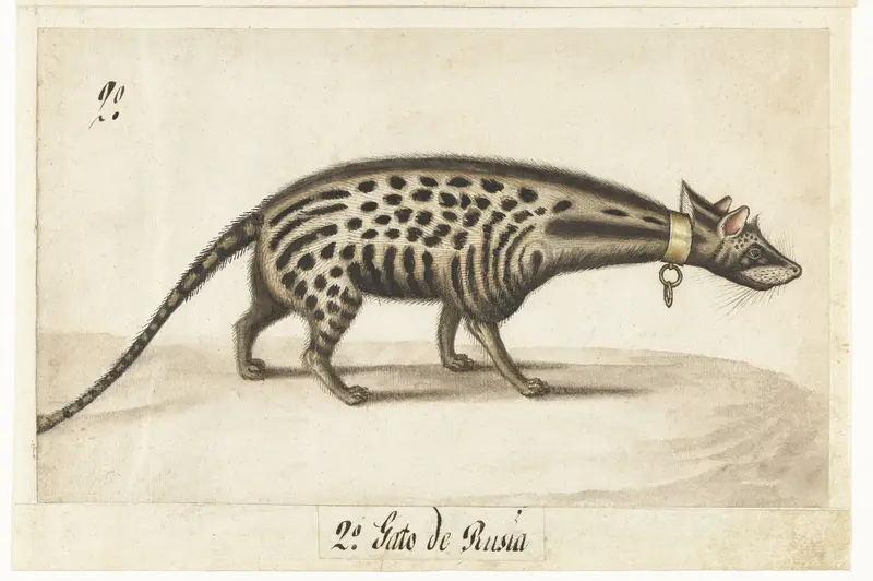 Albumblad met een civetkat Wall Art by anonymous - High-Resolution Digital Print