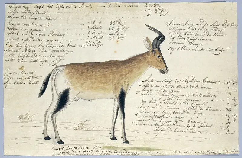 Alcelaphus buselaphus caama (Hartenbeest) Wall Art by Robert Jacob Gordon - High-Resolution Digital Print