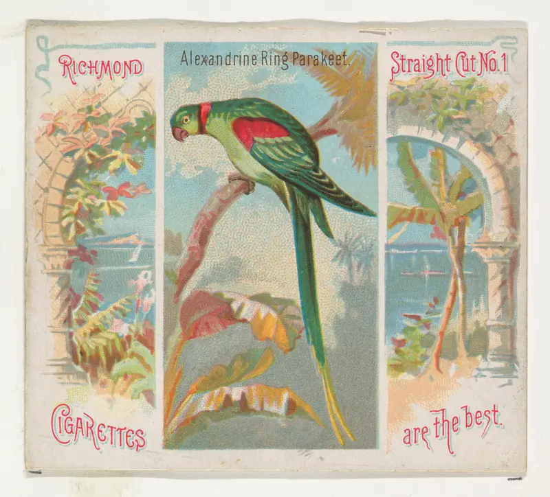 Alexandrine Ring Parakeet, from Birds of the Tropics series (N38) for Allen & Ginter Cigarettes Wall Art by Allen & Ginter - High-Resolution Digital Print