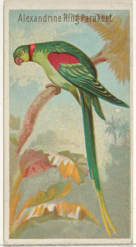 Alexandrine Ring Parakeet, from the Birds of the Tropics series (N5) for Allen & Ginter Cigarettes Brands Wall Art by Allen & Ginter - High-Resolution Digital Print