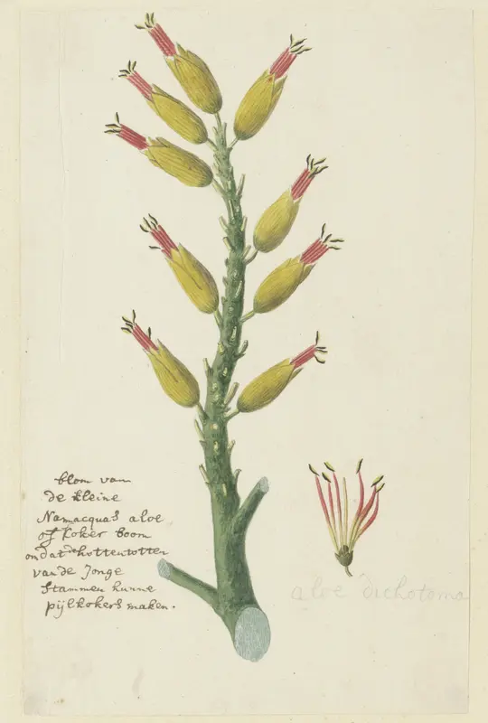 Aloe dichotoma Masson (Quiver tree or Kokerboom) Wall Art by Robert Jacob Gordon - High-Resolution Digital Print