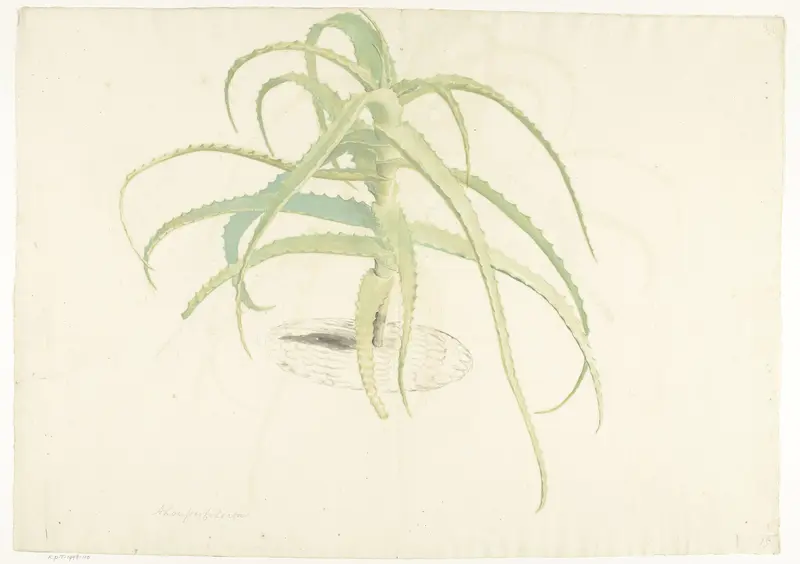 Aloë perfoliata Wall Art by Herman Saftleven - High-Resolution Digital Print