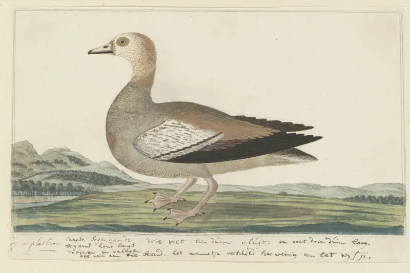 Alopochen aegyptiacus (Nijlgans) Wall Art by Robert Jacob Gordon - High-Resolution Digital Print