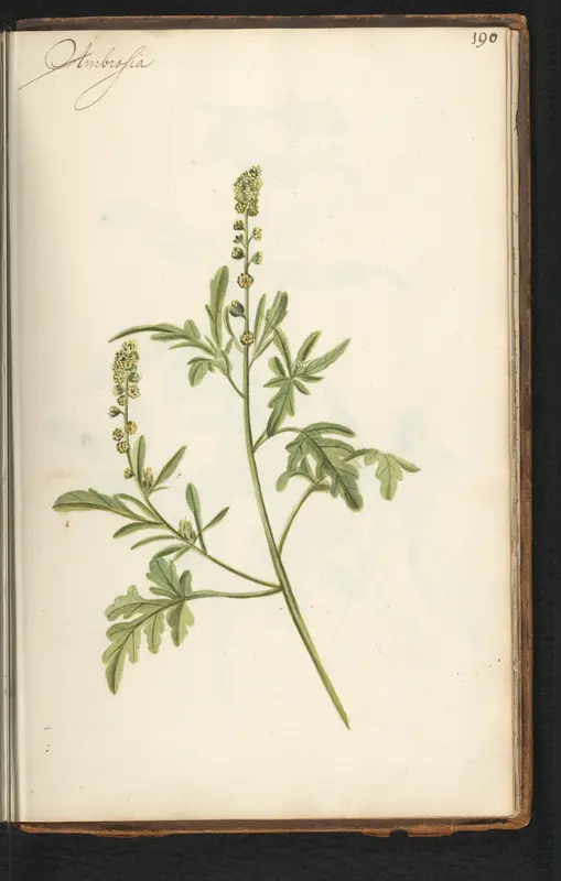 Alsemambrosia (Ambrosia artemisiifolia) Wall Art by anonymous - High-Resolution Digital Print