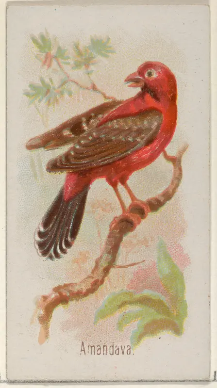 Amandava, from the Song Birds of the World series (N23) for Allen & Ginter Cigarettes Wall Art by Allen & Ginter - High-Resolution Digital Print