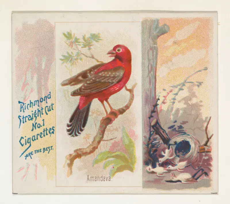 Amandava, from the Song Birds of the World series (N42) for Allen & Ginter Cigarettes Wall Art by Allen & Ginter - High-Resolution Digital Print
