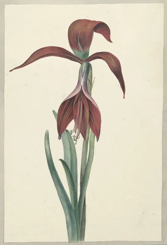 Amaryllis Formosissima Wall Art by C.J. Kruimel - High-Resolution Digital Print