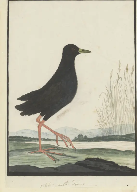 Amaurornis flavirostra (Zwart porseleinhoen) Wall Art by Robert Jacob Gordon - High-Resolution Digital Print