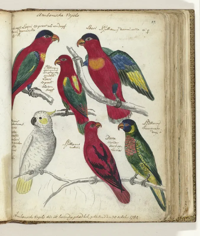 Ambonse vogels Wall Art by Jan Brandes - High-Resolution Digital Print