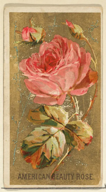 American Beauty Rose, from the Flowers series for Old Judge Cigarettes Wall Art by Goodwin & Company - High-Resolution Digital Print
