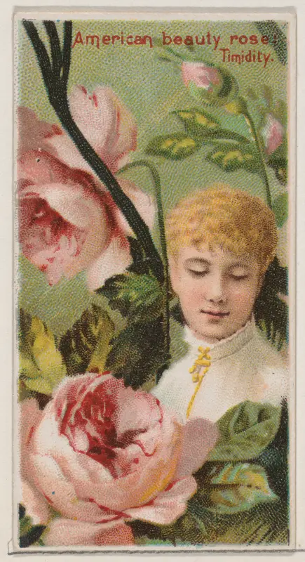 American Beauty Rose: Timidity, from the series Floral Beauties and Language of Flowers (N75) for Duke brand cigarettes Wall Art by American Tobacco Company - High-Resolution Digital Print